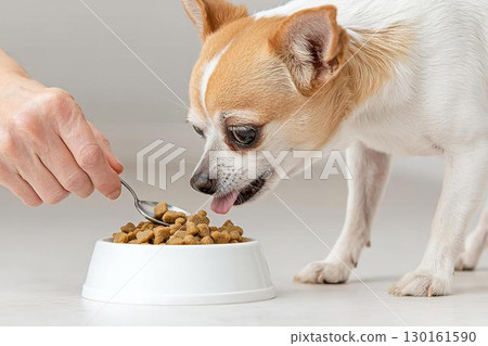 A moment when a Chihuahua eats food deliciously 130161590