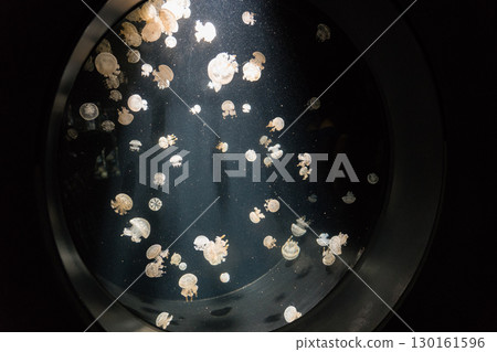 在Kamo水族館的Tako水母 130161596