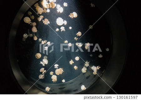 Tako jellyfish in the Kamo aquarium 130161597