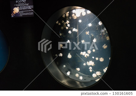 在Kamo水族館的Tako水母 130161605