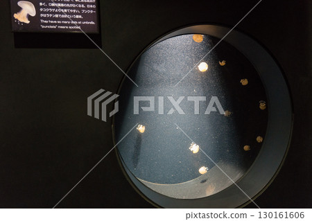 在Kamo水族館的Tako水母 130161606