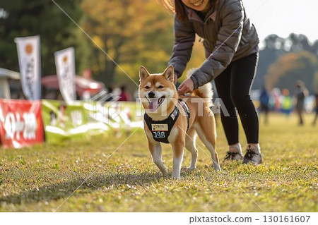 一隻柴犬和它的主人一起訓練，等待比賽開始 130161607