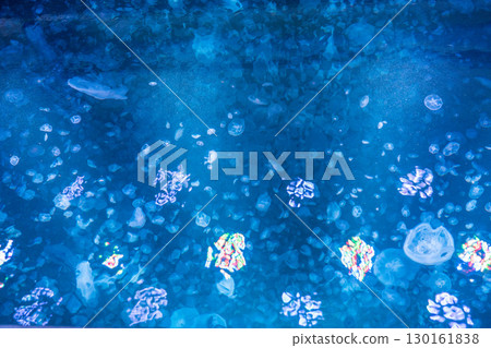 Kamo Aquarium Backstage Tour (directly above the Jellyfish Dream Theater) Kamo Aquarium Backstage Tour (directly above the Jellyfish Dream Theater) 130161838