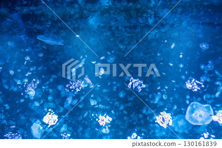 Kamo Aquarium Backstage Tour (directly above the Jellyfish Dream Theater) Kamo Aquarium Backstage Tour (directly above the Jellyfish Dream Theater) 130161839