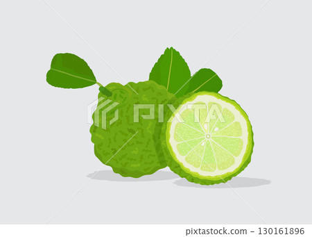 Bergamot or kaffir lime fruit with green leaf stock illustration Bergamot or kaffir lime fruit with green leaf stock illustration 130161896