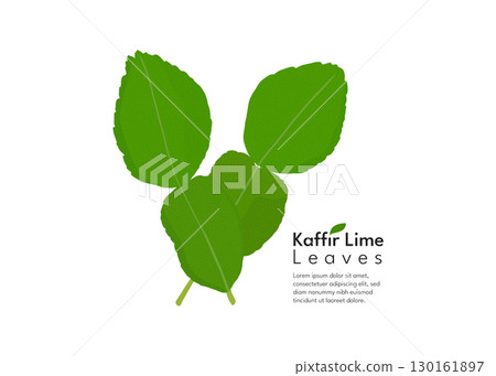 Kaffir lime leaf stock illustration Kaffir lime leaf stock illustration 130161897
