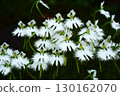 Sasaki's flower 130162070