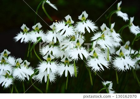 Sasaki's flower Sasaki's flower 130162070