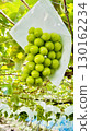 Sunburn damage to grapes 130162234