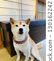 Mameshiba relaxing in a Japanese-style room 130162242