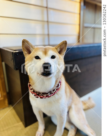 豆柴在日式房間休息 豆柴在日式房間休息 130162242