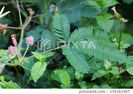 含羞草葉子的照片 含羞草葉子的照片 130162467