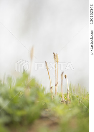 Tsukushi telling spring 130162548