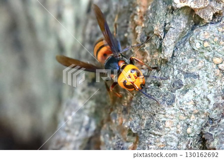 Wheatstone 130162692