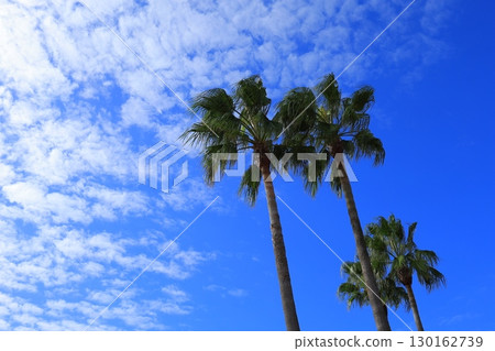 Palm trees shining in the blue sky Palm trees shining in the blue sky 130162739
