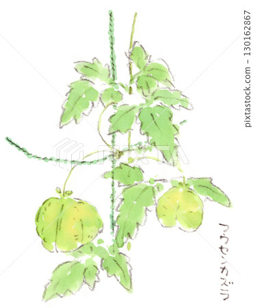 一袋可愛的夏季植物、氣球藤的水彩畫 130162867