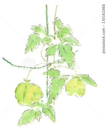 一袋可愛的夏季植物、氣球藤的水彩畫 130162868