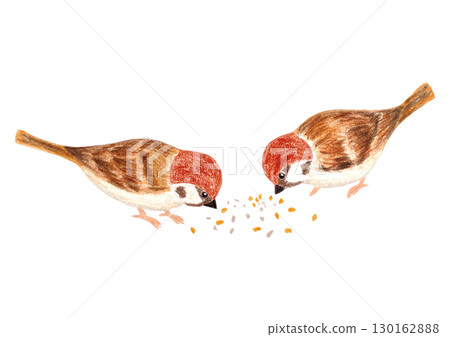 一隻麻雀在吃食物 130162888