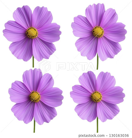 A Four vibrant pink cosmos flowers with yellow centers are arranged in grid pattern, showcasing their delicate petals and natural beauty. flowers are isolated on transparency background 130163036