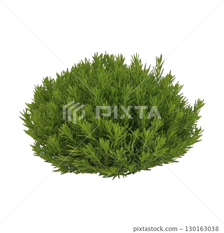 A lush, green bush with dense foliage, perfect for garden landscaping and adding vibrant color to outdoor spaces. Its rounded shape and rich texture create natural, lively atmosphere 130163038