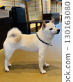 White Shiba Inu in a Japanese-style room 130163080
