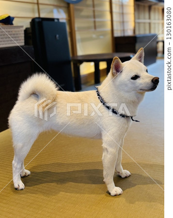 White Shiba Inu in a Japanese-style room 130163080