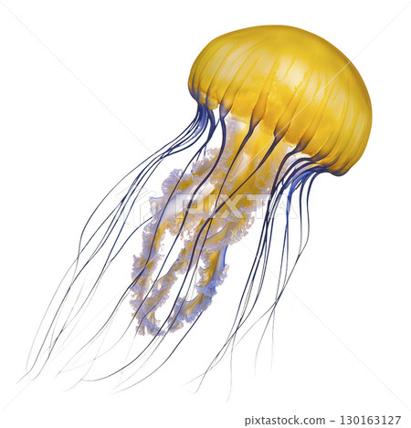 A vibrant yellow jellyfish with long, flowing tentacles gracefully drifts through water, showcasing its translucent body and delicate structure 130163127