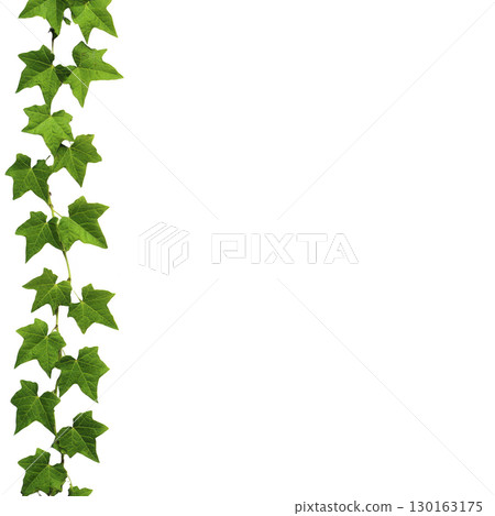 A vibrant green ivy vine with lush leaves climbs vertically against plain background, showcasing nature beauty and growth A vibrant green ivy vine with lush leaves climbs vertically against plain background, showcasing nature beauty and growth 130163175