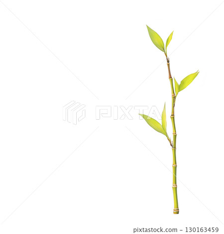 A single bamboo stalk with vibrant green leaves stands against transparency background, showcasing its natural beauty and simplicity. image highlights elegance and strength of bamboo 130163459