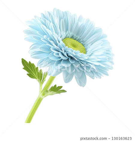 A vibrant blue gerbera daisy with lush green leaves is isolated on transparency background, showcasing its delicate petals and natural beauty 130163623