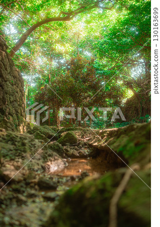 沖繩的自然 沖繩的自然 130163699