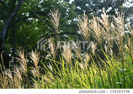 Silver grass 130163746