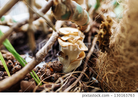 oyster mushroom in flowerpot oyster mushroom in flowerpot 130163763