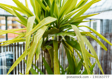 Growing Yucca Plants Growing Yucca Plants 130163777