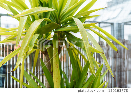 Growing Yucca Plants 130163778