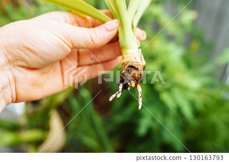 Growing Yucca Plants Growing Yucca Plants 130163793