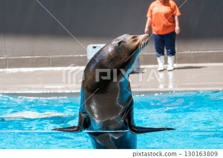 加茂水族館的海獅表演 加茂水族館的海獅表演 130163809