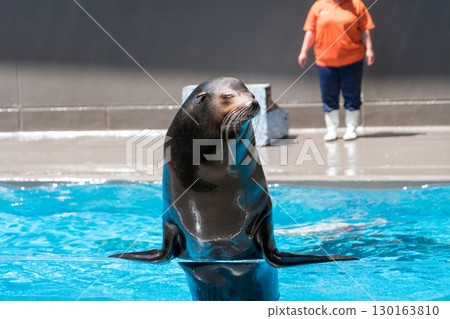加茂水族館的海獅表演 加茂水族館的海獅表演 130163810