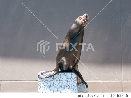 Sea lion show at Kamo Aquarium Sea lion show at Kamo Aquarium 130163836