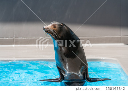 加茂水族館的海獅表演 130163842