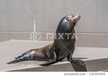 加茂水族館的海獅表演 加茂水族館的海獅表演 130163845