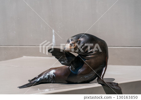 Sea lion show at Kamo Aquarium Sea lion show at Kamo Aquarium 130163850