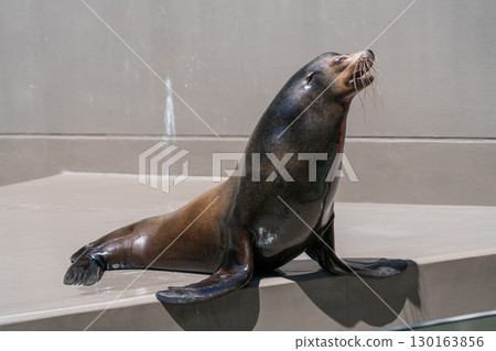 加茂水族館的海獅表演 加茂水族館的海獅表演 130163856