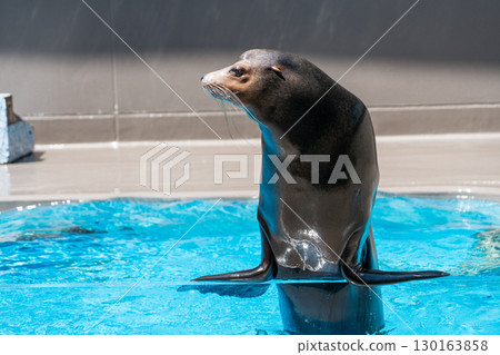 Sea lion show at Kamo Aquarium Sea lion show at Kamo Aquarium 130163858