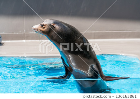 加茂水族館的海獅表演 130163861