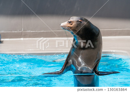 加茂水族館的海獅表演 130163864