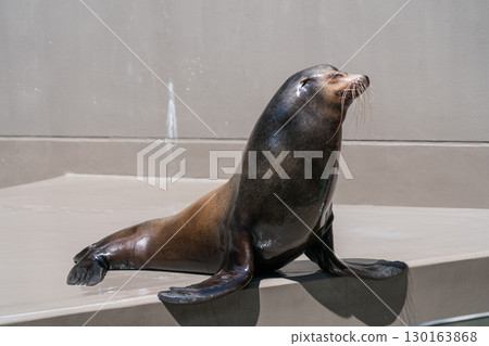 Sea lion show at Kamo Aquarium Sea lion show at Kamo Aquarium 130163868