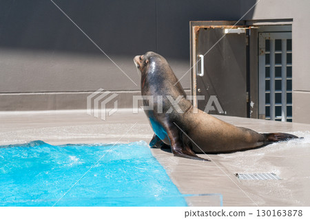 加茂水族館的海獅表演 加茂水族館的海獅表演 130163878