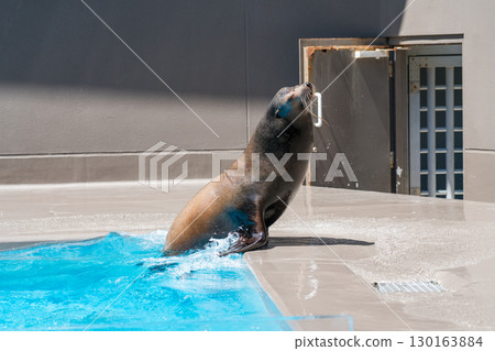 Sea lion show at Kamo Aquarium 130163884