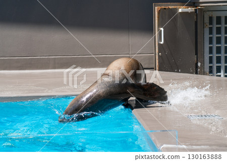 加茂水族館的海獅表演 130163888